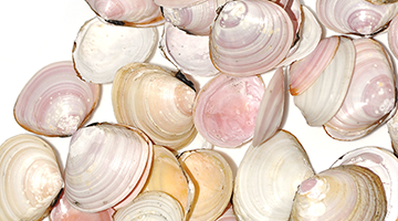 Insel Borkum Information Insel Borkum Information