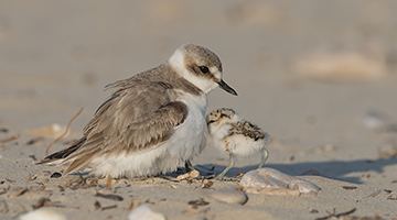 Insel Borkum Südbad