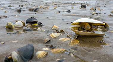 Insel Borkum Information