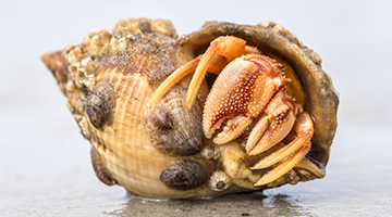 Insel Borkum Information