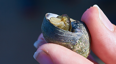 Insel Borkum Information