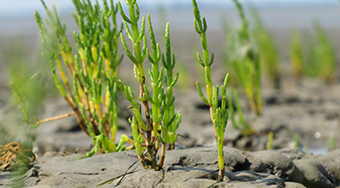 Insel Borkum Südbad