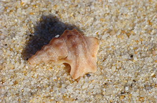 Insel Borkum Information