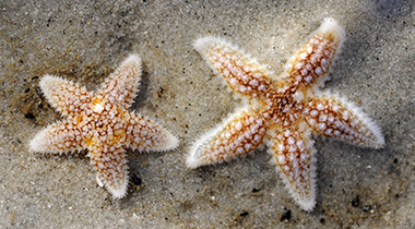 Insel Borkum Information