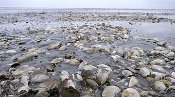 Insel Borkum Südbad
