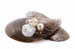 Insel Borkum Information