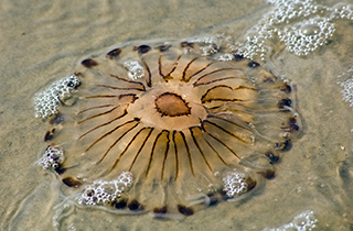 Insel Borkum Information