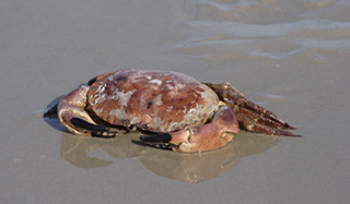 Insel Borkum Information