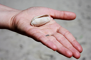 Insel Borkum Information