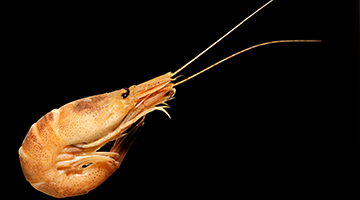 Zu den Borkum Informationen 1 — 6 Informationen Insel Borkum 1 – 6