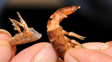 Zu den Borkum Informationen 1 — 6 Informationen Insel Borkum 1 – 6