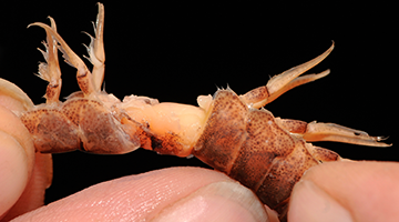 Zu den Borkum Informationen 1 — 6 Informationen Insel Borkum 1 – 6