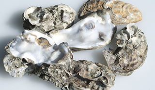 Insel Borkum Information