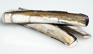 Insel Borkum Information