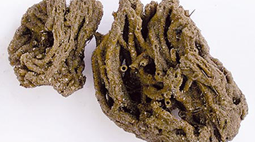 Insel Borkum Information Insel Borkum Information