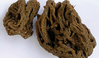 Insel Borkum Information