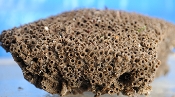 Insel Borkum Information Insel Borkum Information