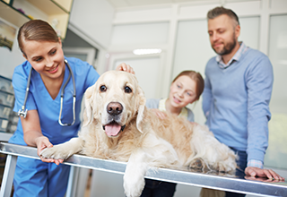 Insel Borkum Information Insel Borkum Information