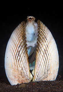 Informationen Insel Borkum 1 – 6