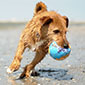 Insel Borkum Delfin