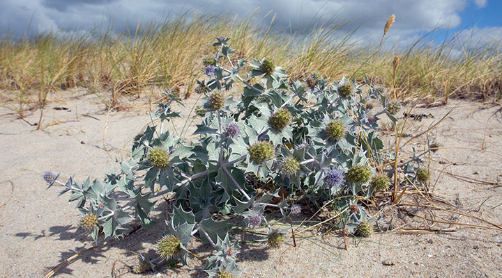 Informationen Insel Borkum 1 – 6