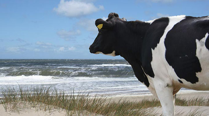 Informationen Insel Borkum 1 – 6