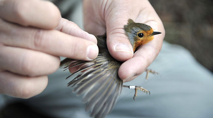 Zu den Borkum Informationen 1 — 6 Informationen Insel Borkum 1 – 6
