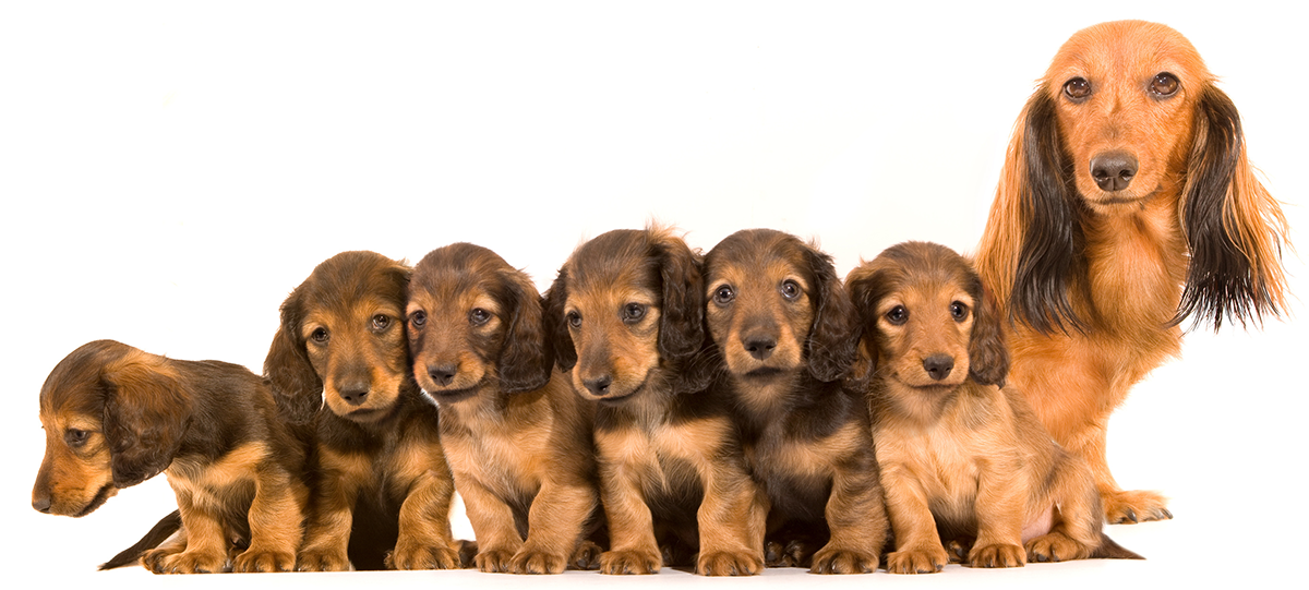 Zu den Borkum Informationen 1 — 6 Informationen Insel Borkum 1 – 6