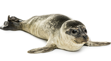 Insel Borkum Information