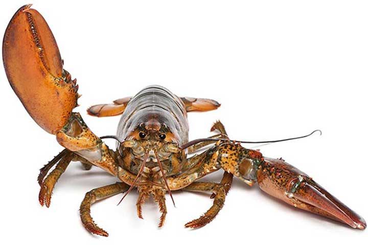 Zu den Borkum Informationen 1 — 6 Informationen Insel Borkum 1 – 6